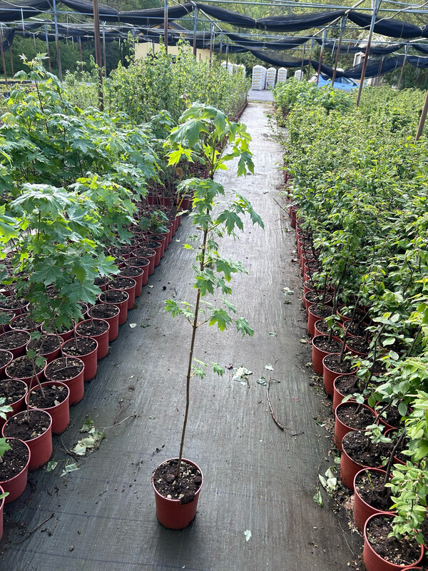 Acer platanoides, Acero Riccio - vaso Ø18 cm H 140cm