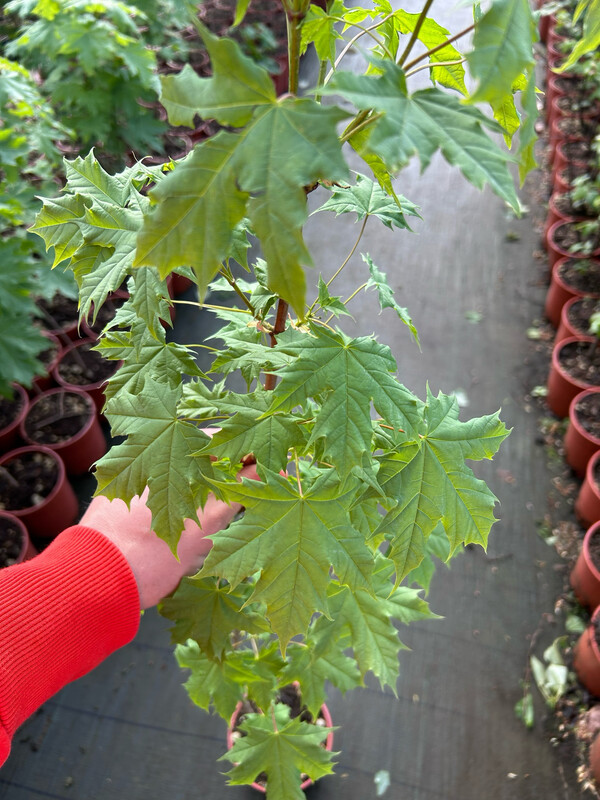 Acer platanoides, Acero Riccio - vaso Ø18 cm H 140cm