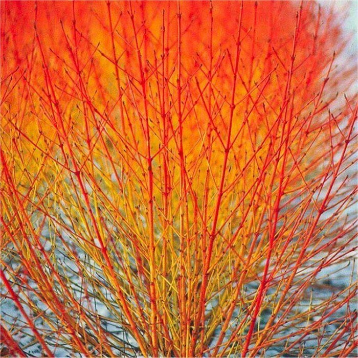 Cornus sanguinea 'Midwinter Fire' - vaso Ø18 cm scod Cornus sanguinea 'Midwinter Fire' - vaso Ø18 cm scod