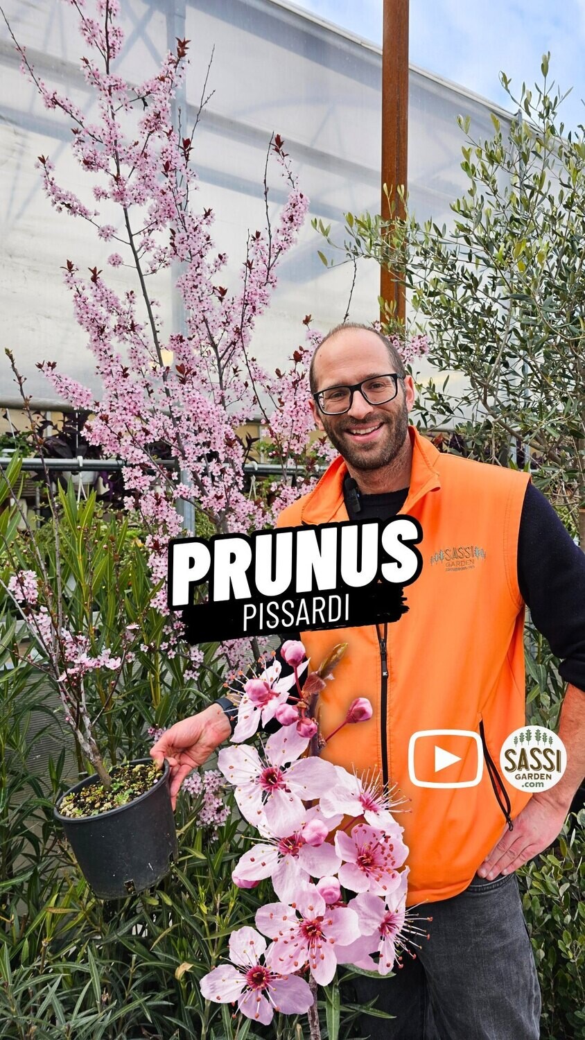 Prunus cerasifera 'Pissardii', Prunus Pissardi, Cagnetto, Ciliegio da fiore - vaso Ø18 cm, h 110 cm