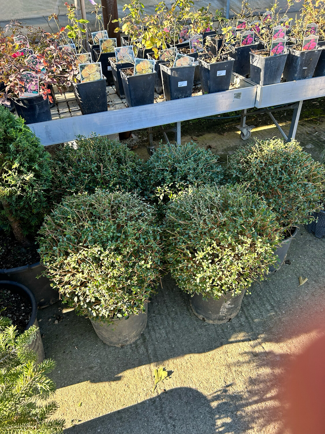 Ligustrum jonandrum - Ligusto a palla -  Vaso Ø30 cm, h 40 cm