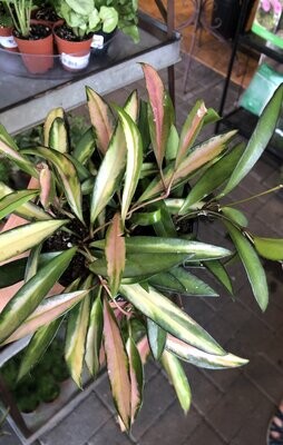 Hoya wayetii tricolor, Fiore di cera - vaso Ø12 cm