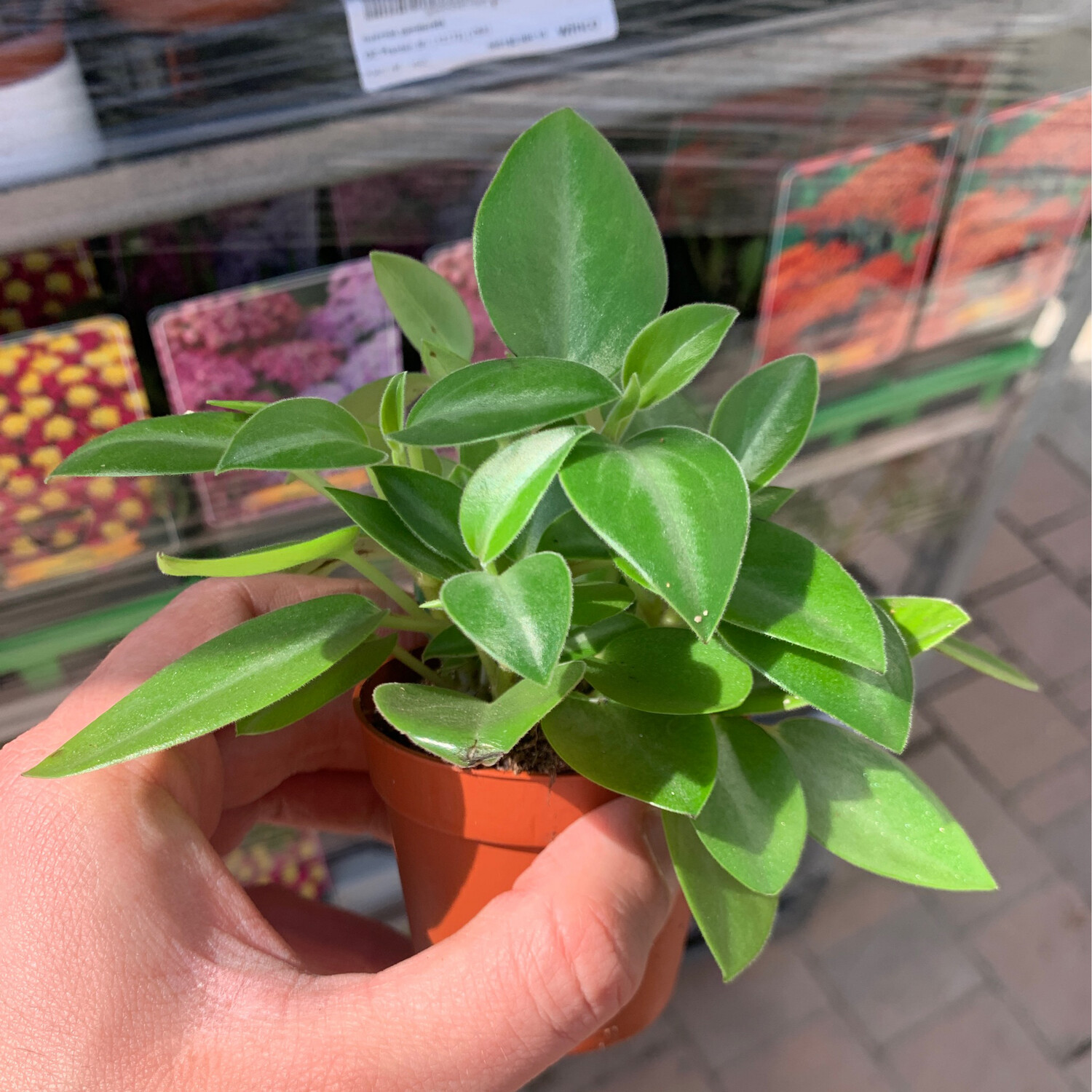 Peperomia Pixie - Peperomia orba 'Pixie' - vaso 8.5 cm