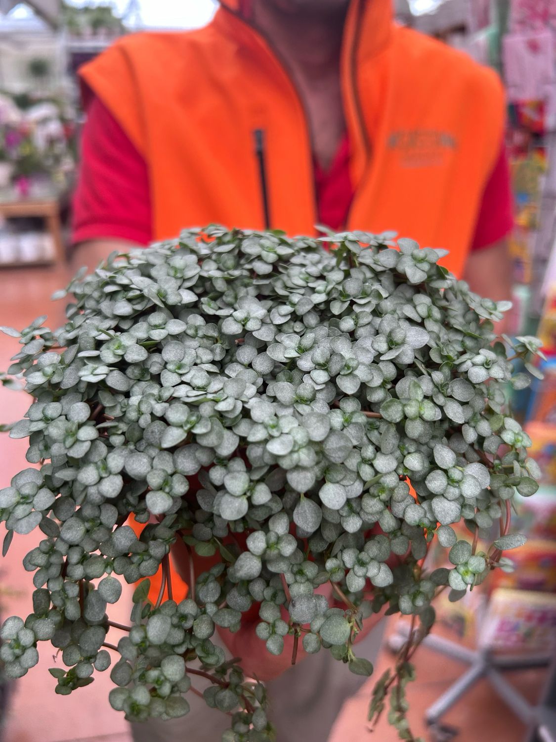 Pilea glaucophylla 'Greyzy' - vaso Ø12 cm