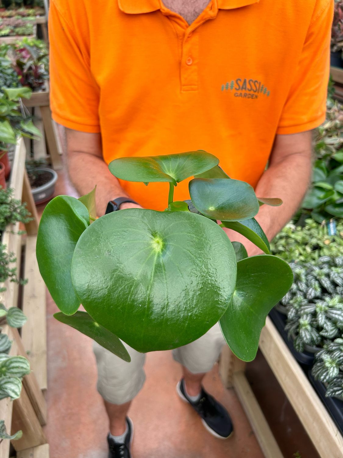 Peperomia polybotrya 'Raindrop' - vaso Ø12 cm