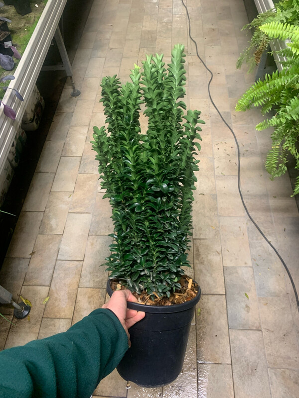 Evonimo, Euonymus japonicus Benkomasaki - vaso Ø24 cm