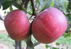 Mela Annurca, Malus Pumila Annurca, Regina delle mele - vaso Ø24 cm