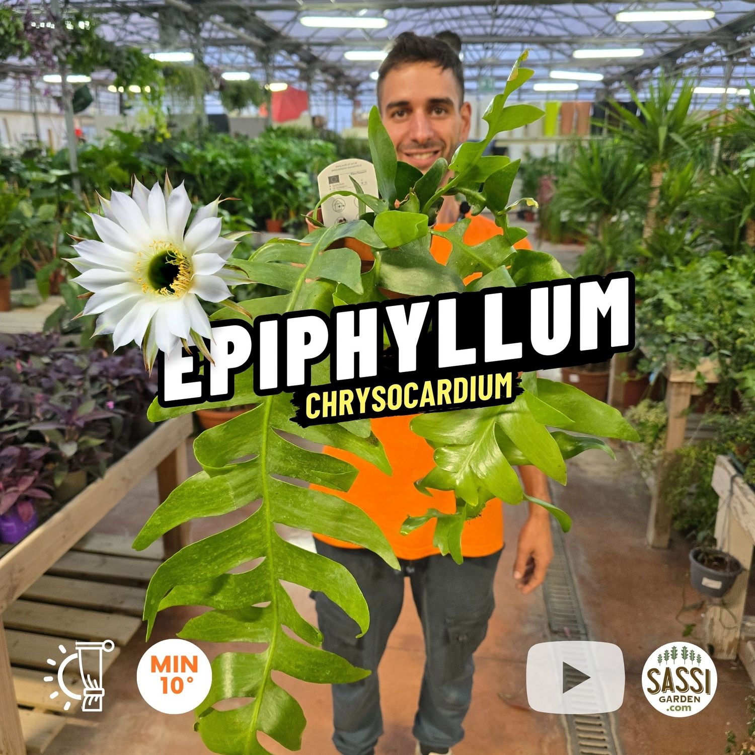 Epiphyllum chrysocardium, Epifillo lisca di pesce, Epifillum dorato - vaso Ø12 cm