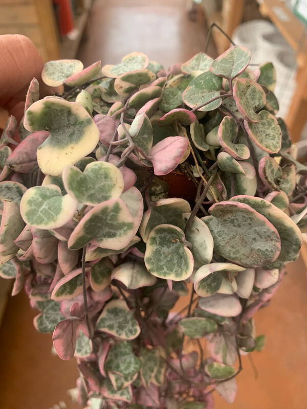 Ceropegia Woodii variegata Pink, Rosa, Collana di Cuori, String of Hearts, Collana d'Amore - vaso Ø12 cm