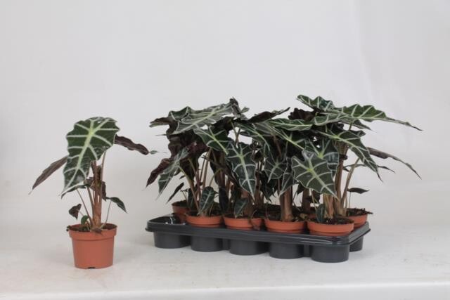Alocasia 'Polly', Alocasia x amazonica -  vaso Ø12 cm, h 30 cm
