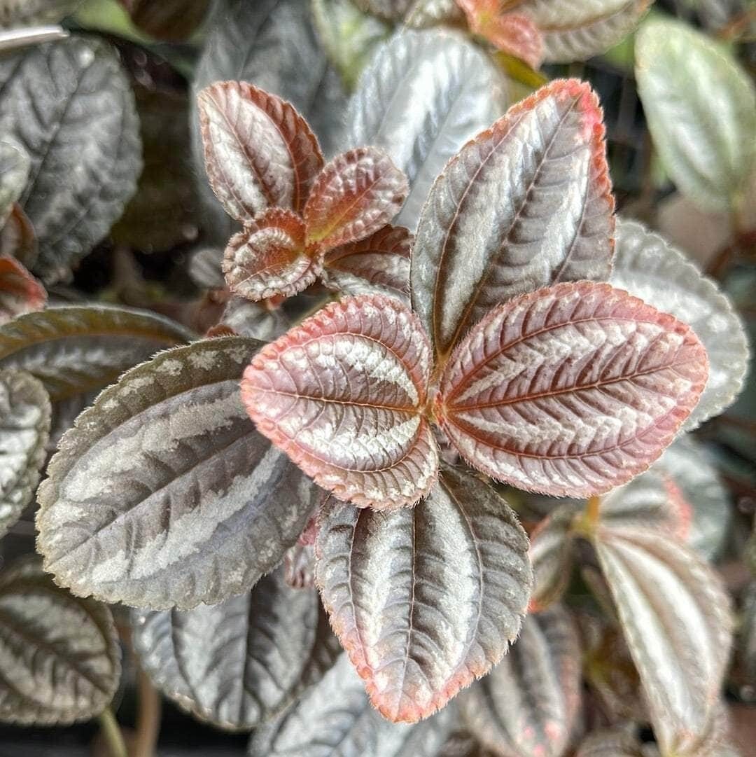 Pilea involucrata ' Norfolk ' - vaso Ø8.5 cm