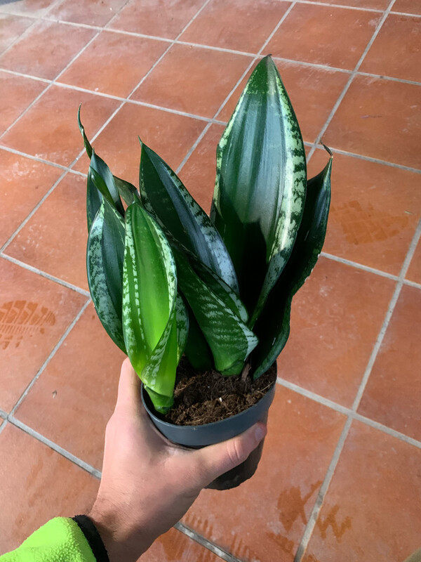 Sansevieria trifasciata 'Grey Stripe' - vaso Ø14 cm, h 25 cm