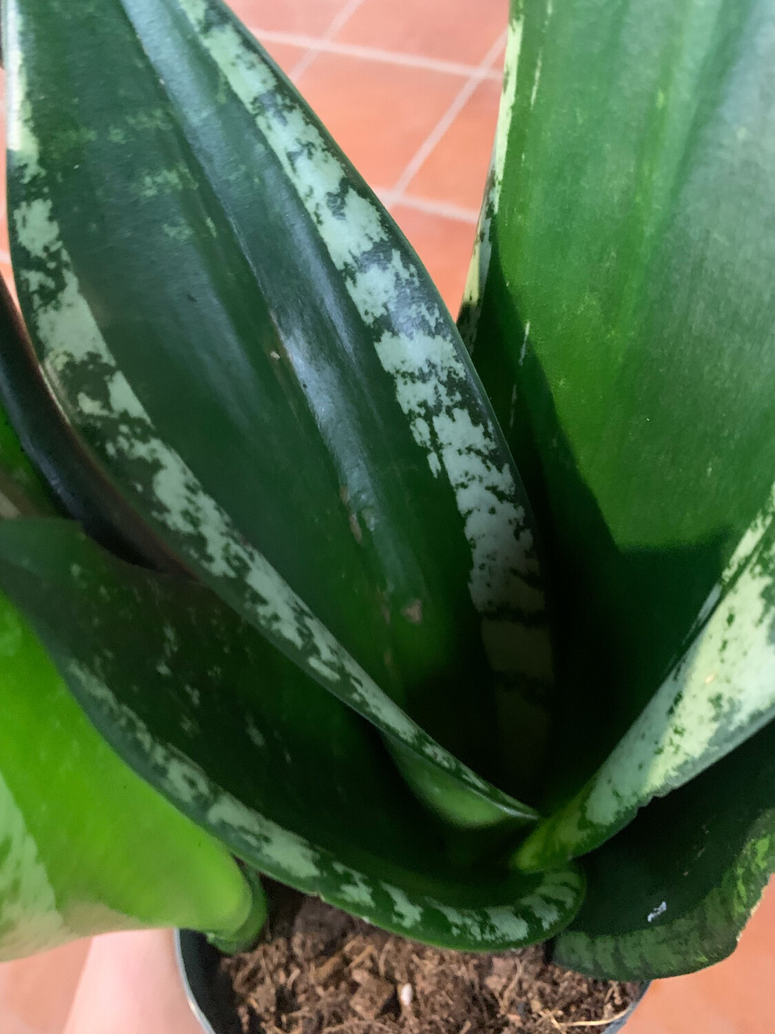 Sansevieria trifasciata 'Grey Stripe' - vaso Ø14 cm, h 25 cm