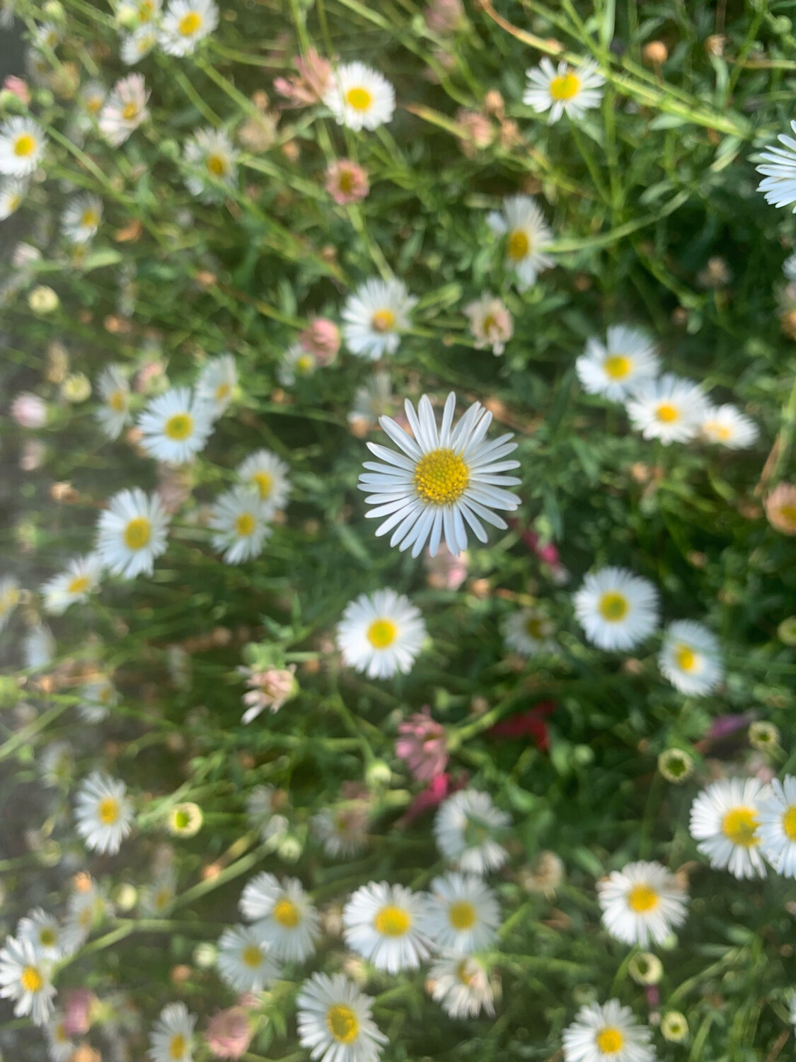 Erigeron karvinskianus, Vittadinia Triloba - vaso Ø9 cm