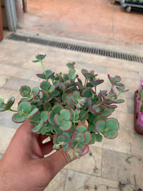 Erba Teresina, Sedum Sieboldii - vaso Ø8 cm