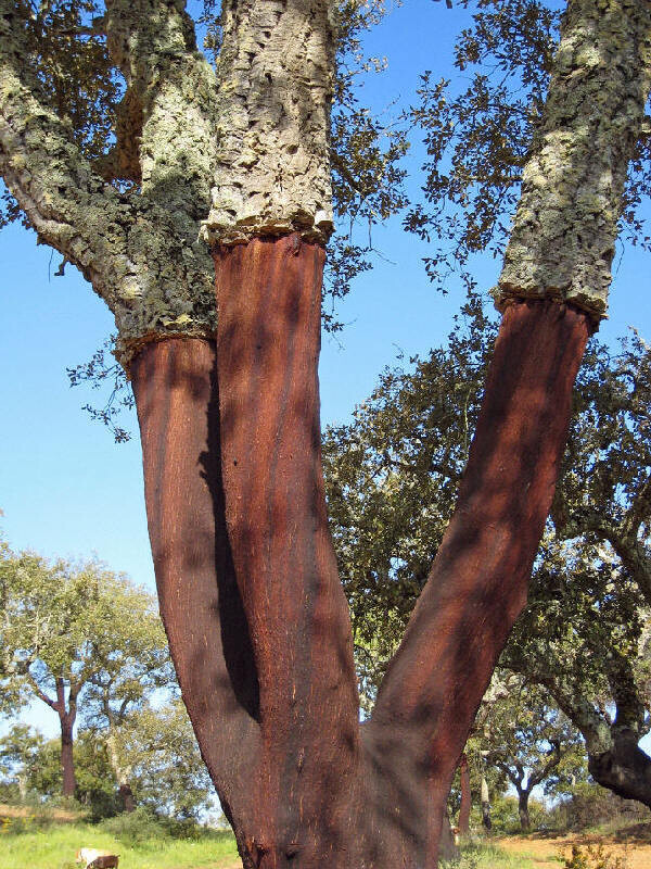Quercus suber, Quercia da sughero, Sughera - vaso 15x15 alto astone h 200 cm Quercus suber, Quercia da sughero, Sughera - vaso 15x15 alto astone h 200 cm