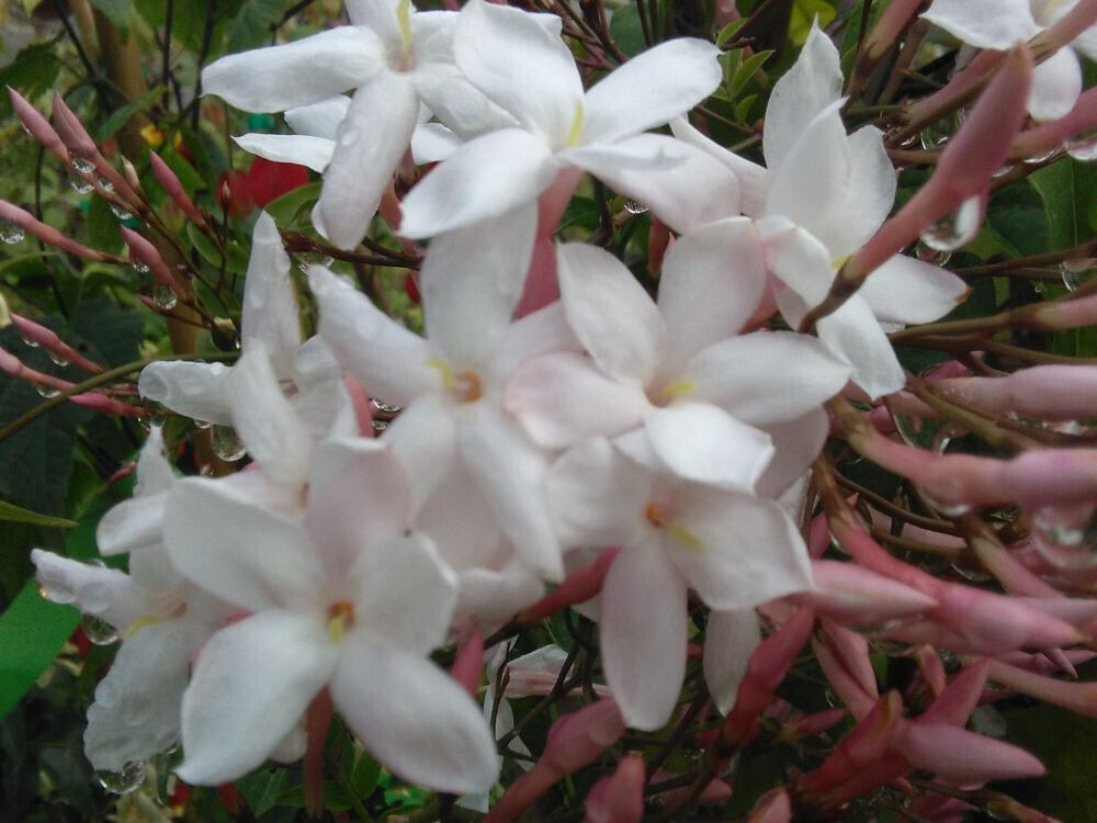 Jasminum polyanthum, Gelsomino marzolino - vaso Ø12 cm Jasminum polyanthum, Gelsomino marzolino - vaso Ø12 cm