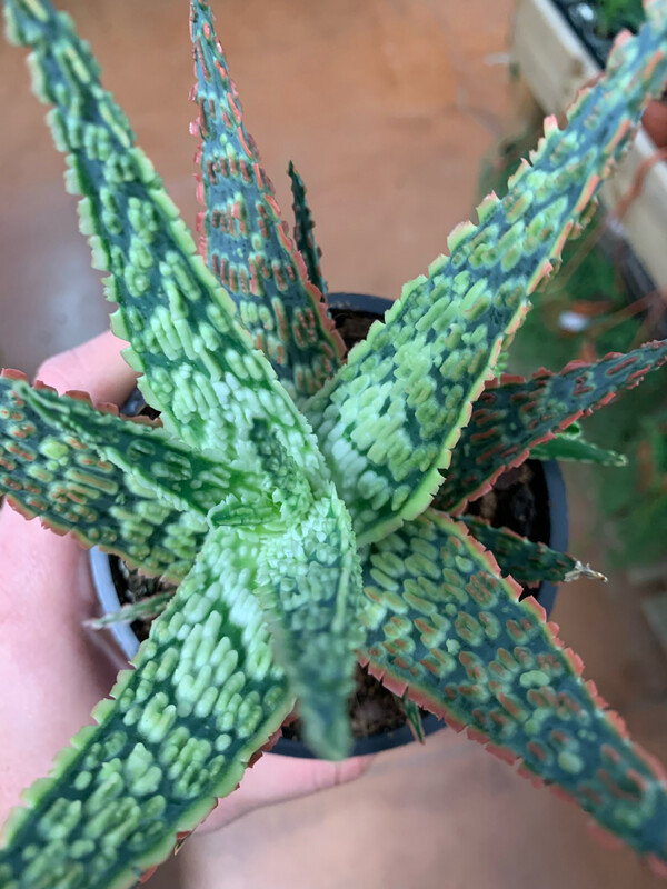 Aloe Croco Gem Orange - vaso Ø10.5 cm