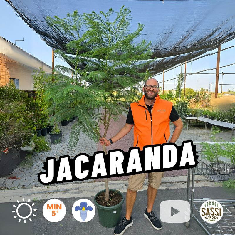 Jacaranda Mimosifolia, Albero Glicine, Albero dei violini - vaso Ø45 cm alberetto lignificato 10-12 cm circonferenza  h 180-200 cm