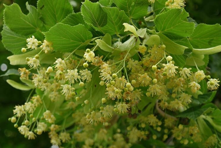 Tilia cordata, Tiglio selvatico - vaso Ø18, cm h 110 cm