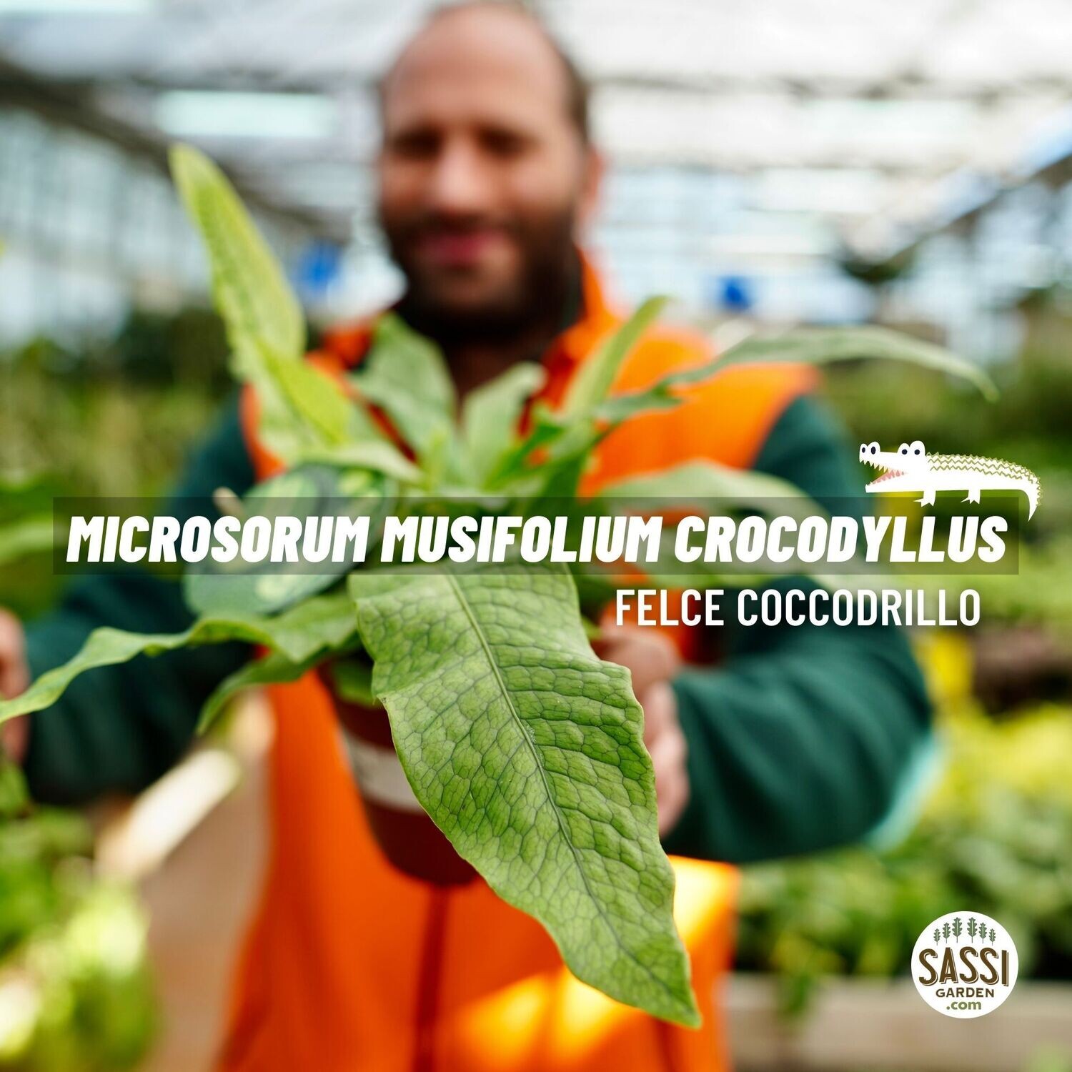 Microsorum musifolium 'Crocodyllus', Felce coccodrillo - vaso Ø12 cm