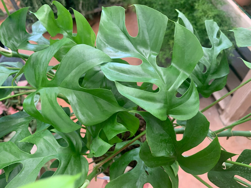 Monstera Minima, Rhaphidophora Tetrasperma - vaso Ø12 cm