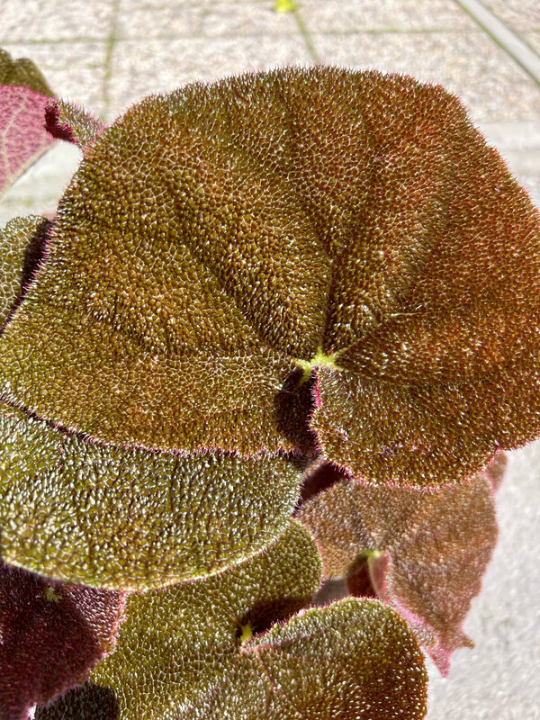 Begonia Masoniana River - vaso Ø13 cm, h 20-25 cm fuori vaso