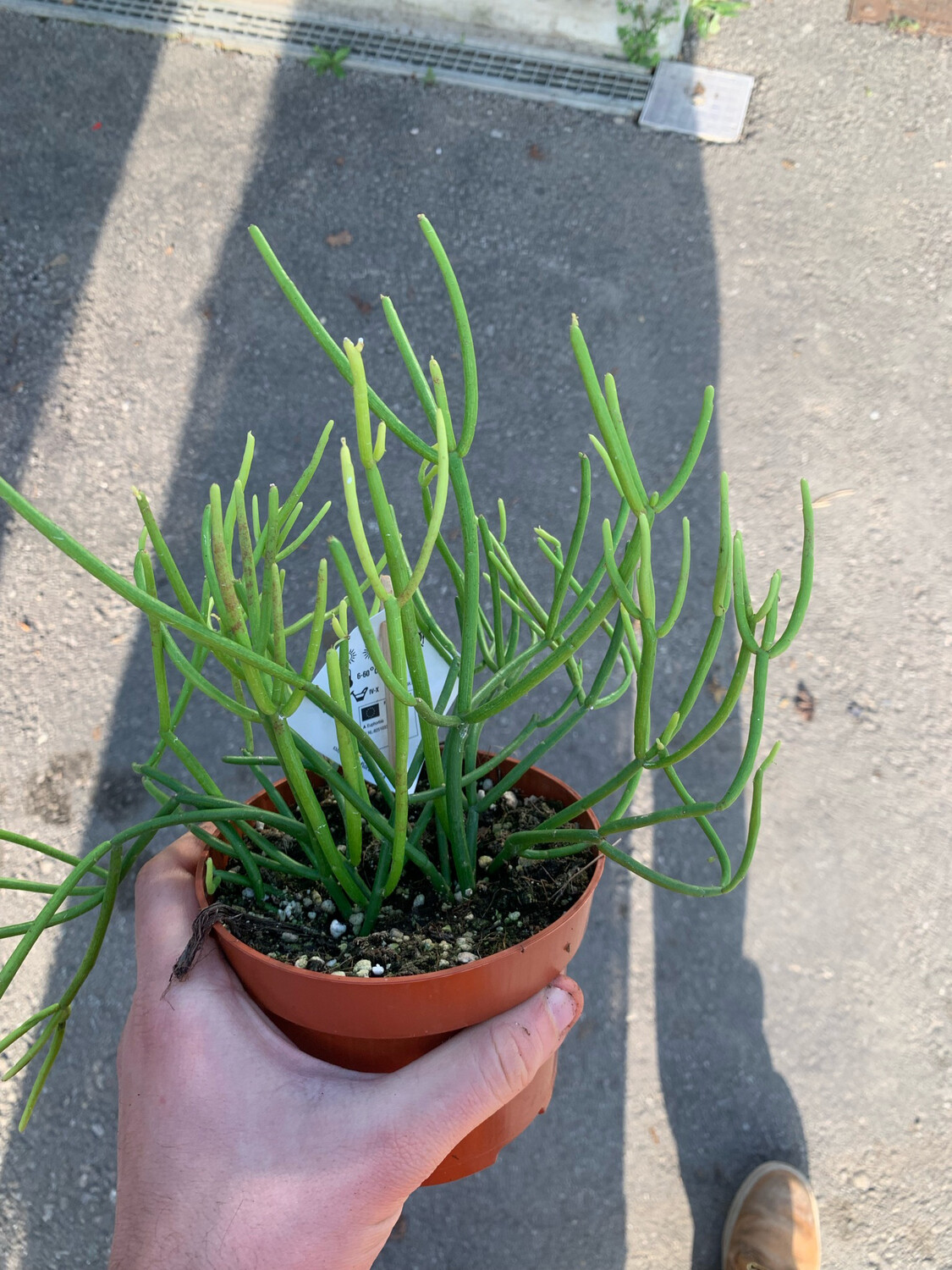 Euphorbia tirucalli 'Sticks on Fire', Albero delle Matite, Euphorbia Stramineus, Euforbia - vaso Ø13 cm