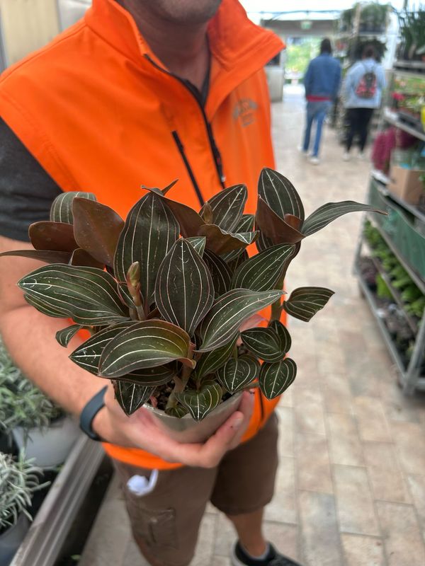 Ludisia discolor, Orchidea gioiello - vaso Ø12 cm