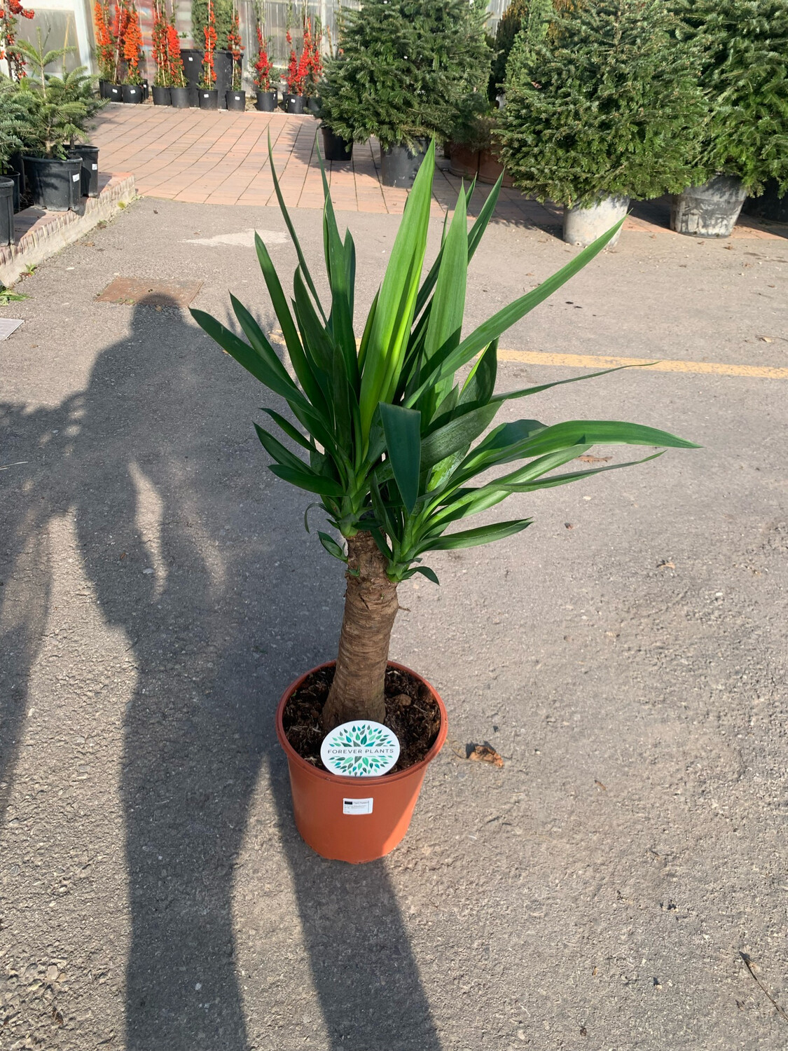 Yucca elephantipes Maya, Tronchetto della felicità - vaso Ø24 cm, tronco h 80 cm, 120 cm con vaso