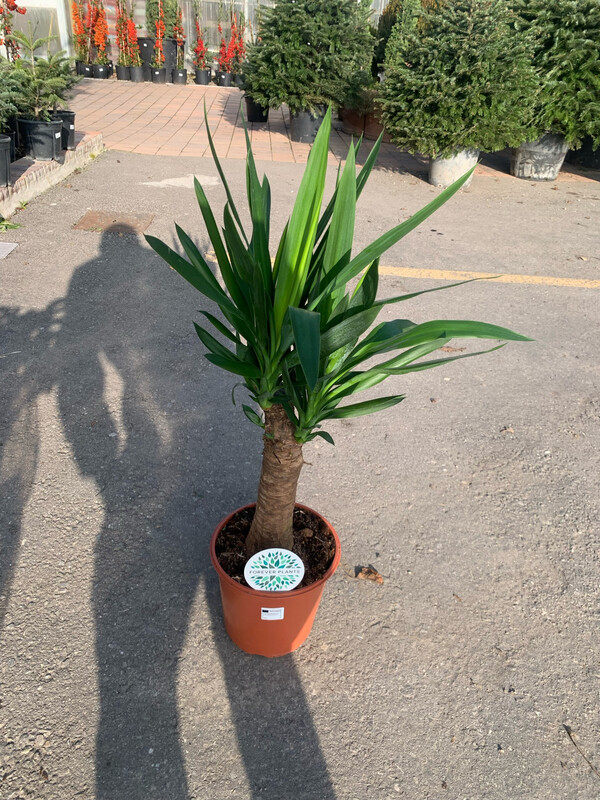 Yucca elephantipes Maya, Tronchetto della felicità - vaso Ø24 cm, tronco h 80 cm, 120 cm con vaso