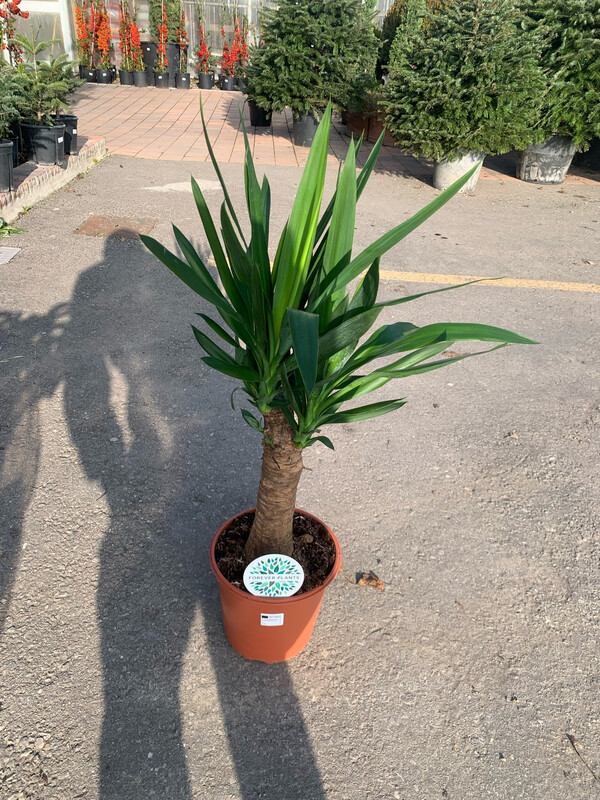 Yucca elephantipes Maya, Tronchetto della felicità - vaso Ø24 cm, tronco h 80 cm, 120 cm con vaso