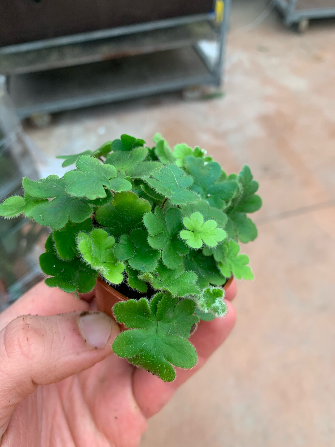 Doryopteris Cordata - vaso Ø5,5 cm