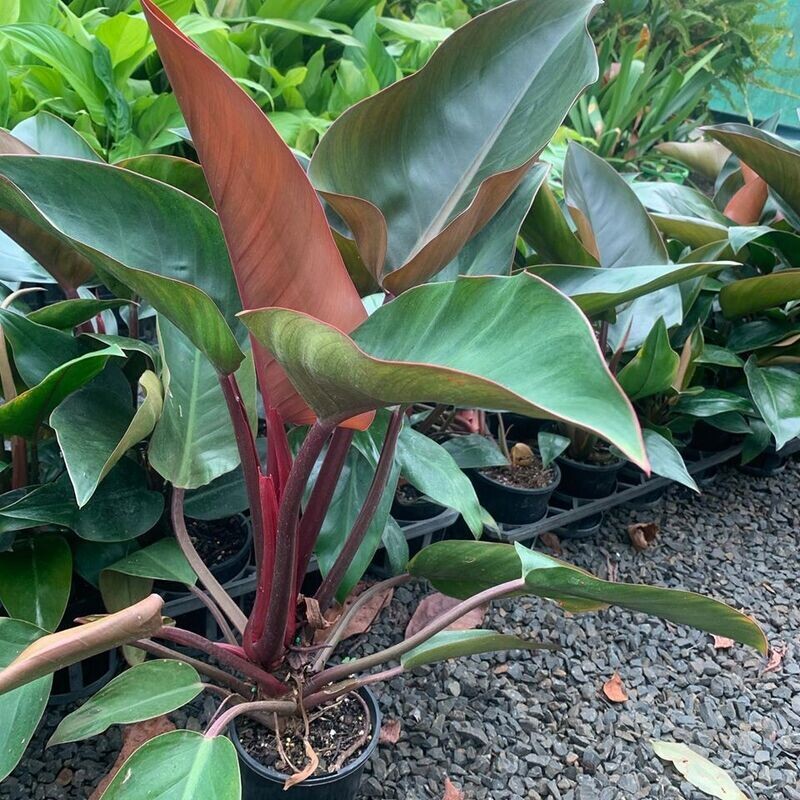 Philodendron 'Rojo congo', Filodendro - vaso Ø 26cm