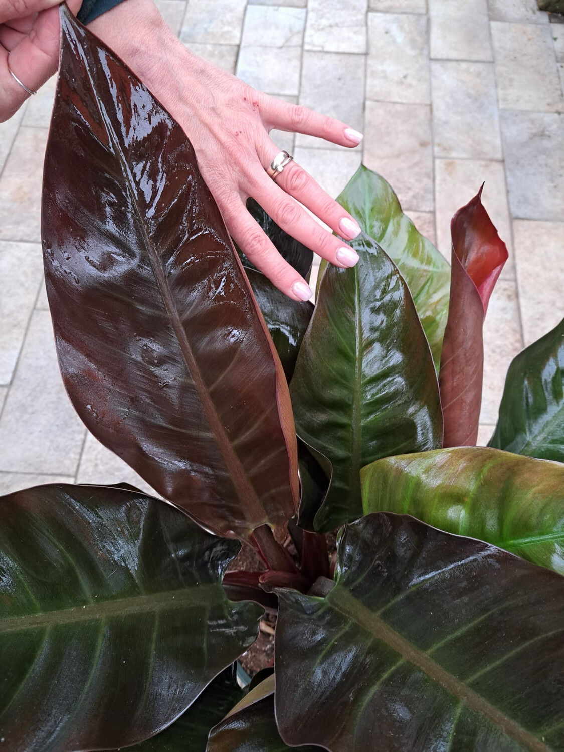 Philodendron 'Rojo congo', Filodendro - vaso Ø 26cm Philodendron 'Rojo congo', Filodendro - vaso Ø 26cm