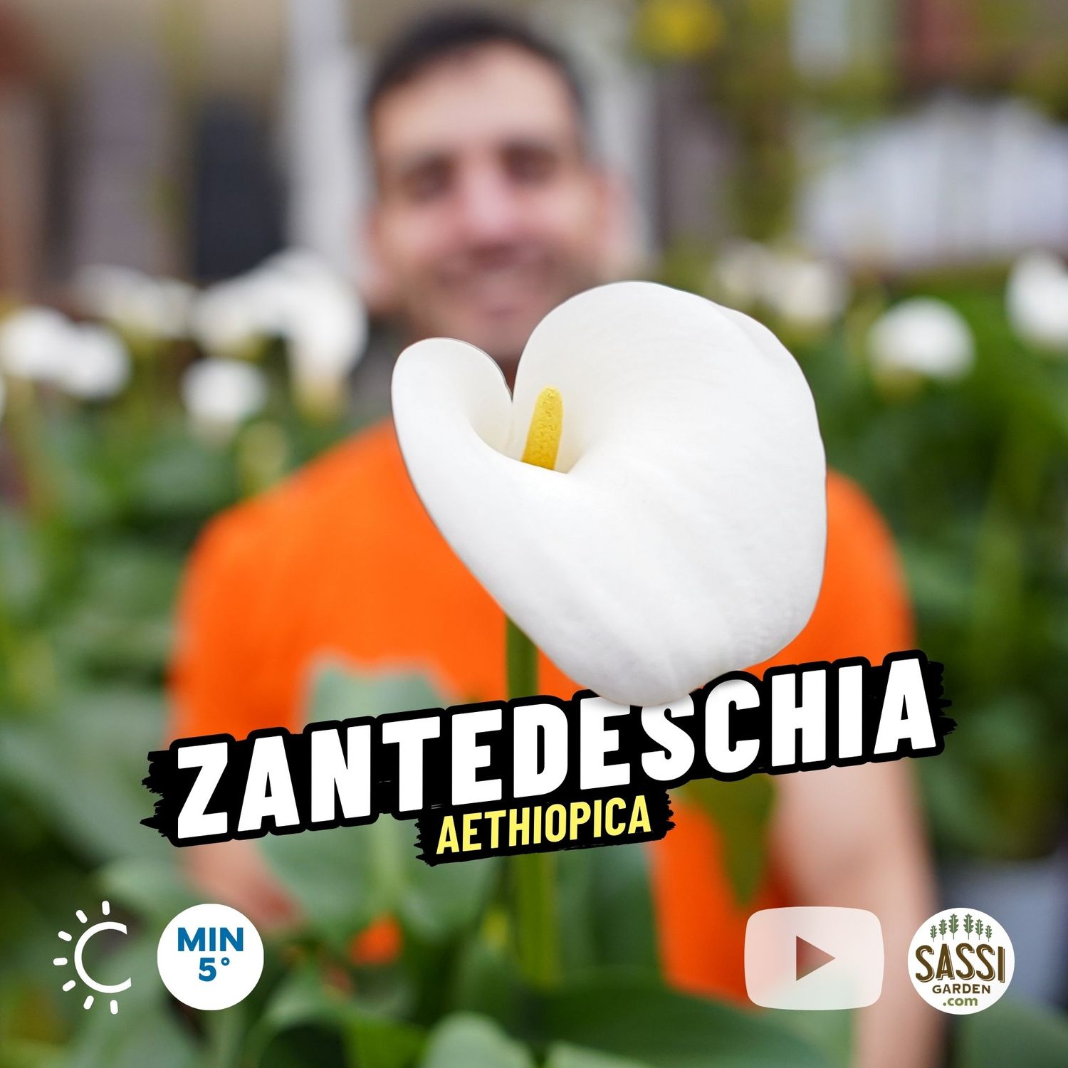 Calla Zantedeschia aethiopica - vaso Ø19 cm Calla Zantedeschia aethiopica - vaso Ø19 cm