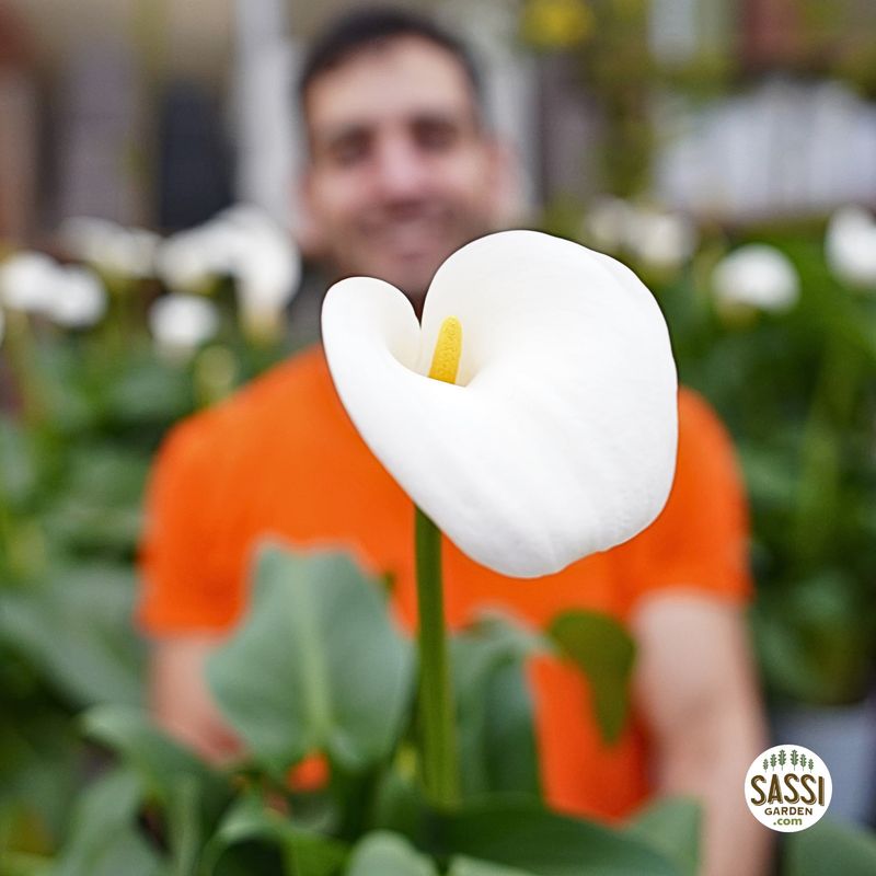 Calla Zantedeschia aethiopica - vaso Ø19 cm