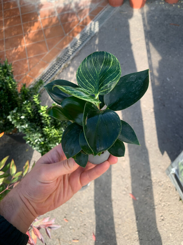 Philodendron Birkin, Filodendro - vaso Ø6 cm