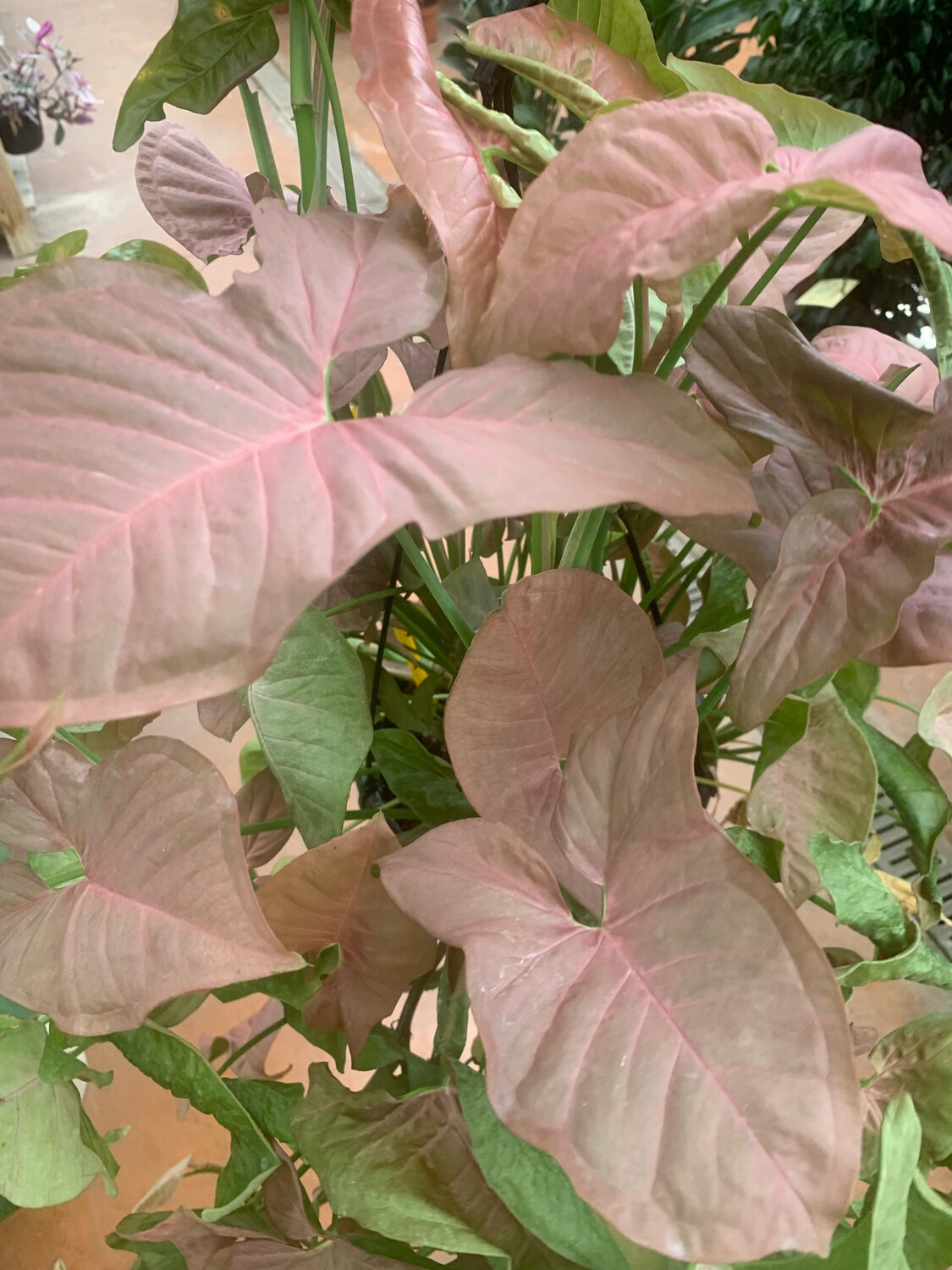 Syngonium podophyllum ' Red heart neon' - vaso Ø6 cm