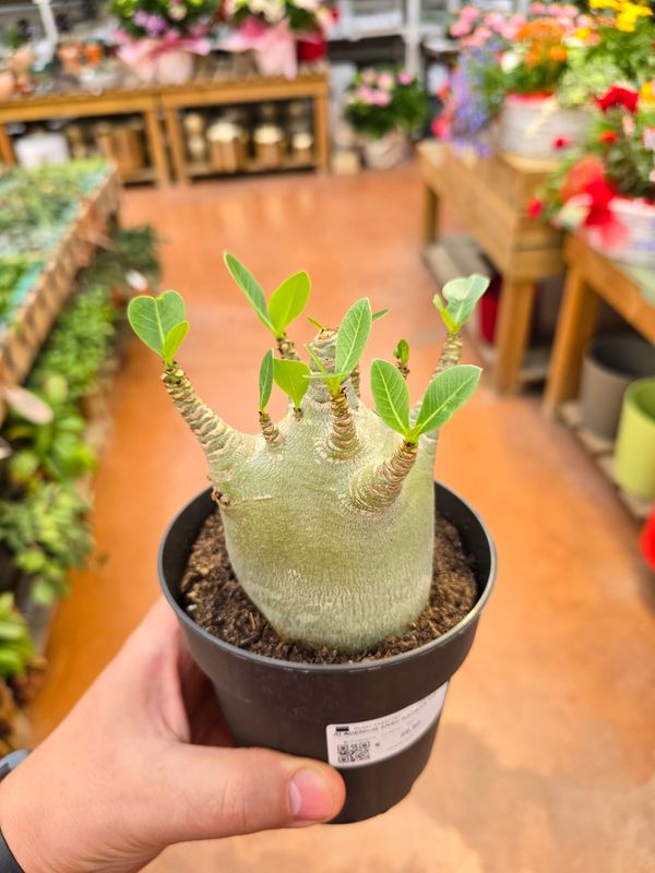 Adenium Ansu Baobab - vaso Ø12 cm