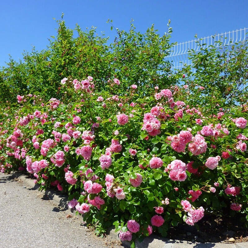 Rosa Paesaggistica, Rose Paesaggistiche Meilland les quatre saisons® -vaso 3 litri