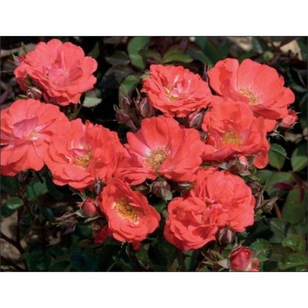 Rosa Rose, Paesaggistiche, Coral Drift® - Vaso 3 litri