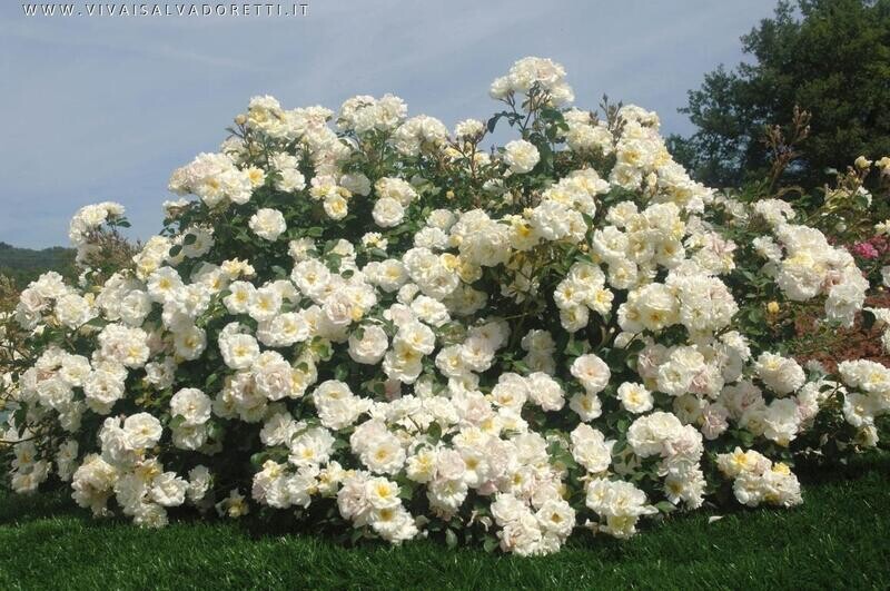Rosa Paesaggistica, Rose Paesaggistiche Meilland Ivory Drift® - vaso 3 litri