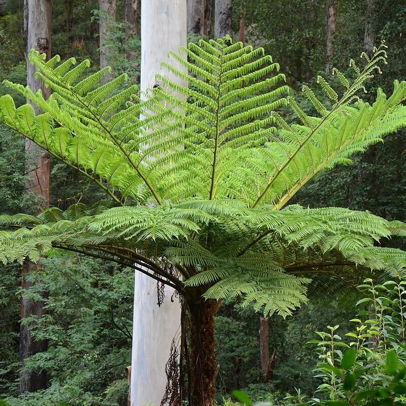 Ciatea, Cyathea Cooperi, Felce da Esterno - vaso Ø23 cm