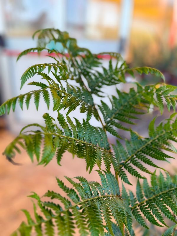 Ciatea, Cyathea Cooperi, Felce da Esterno - vaso Ø23 cm