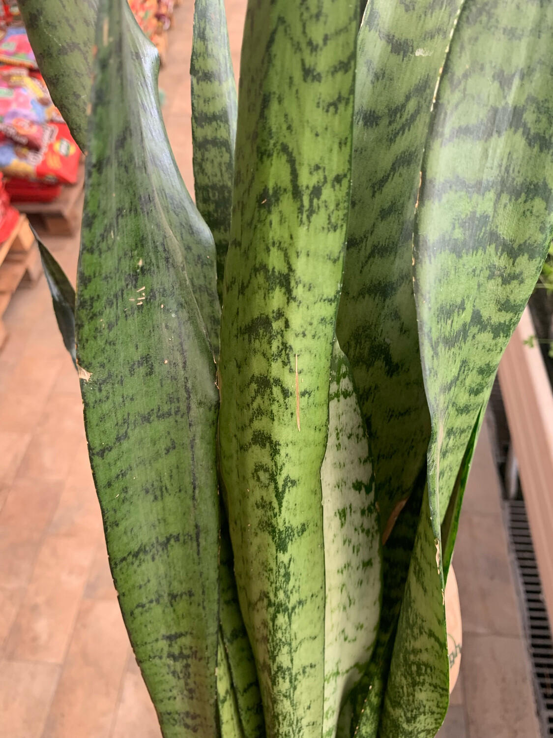Sansevieria zeylanica - vaso Ø27 cm, h 90 cm Sansevieria zeylanica - vaso Ø27 cm, h 90 cm