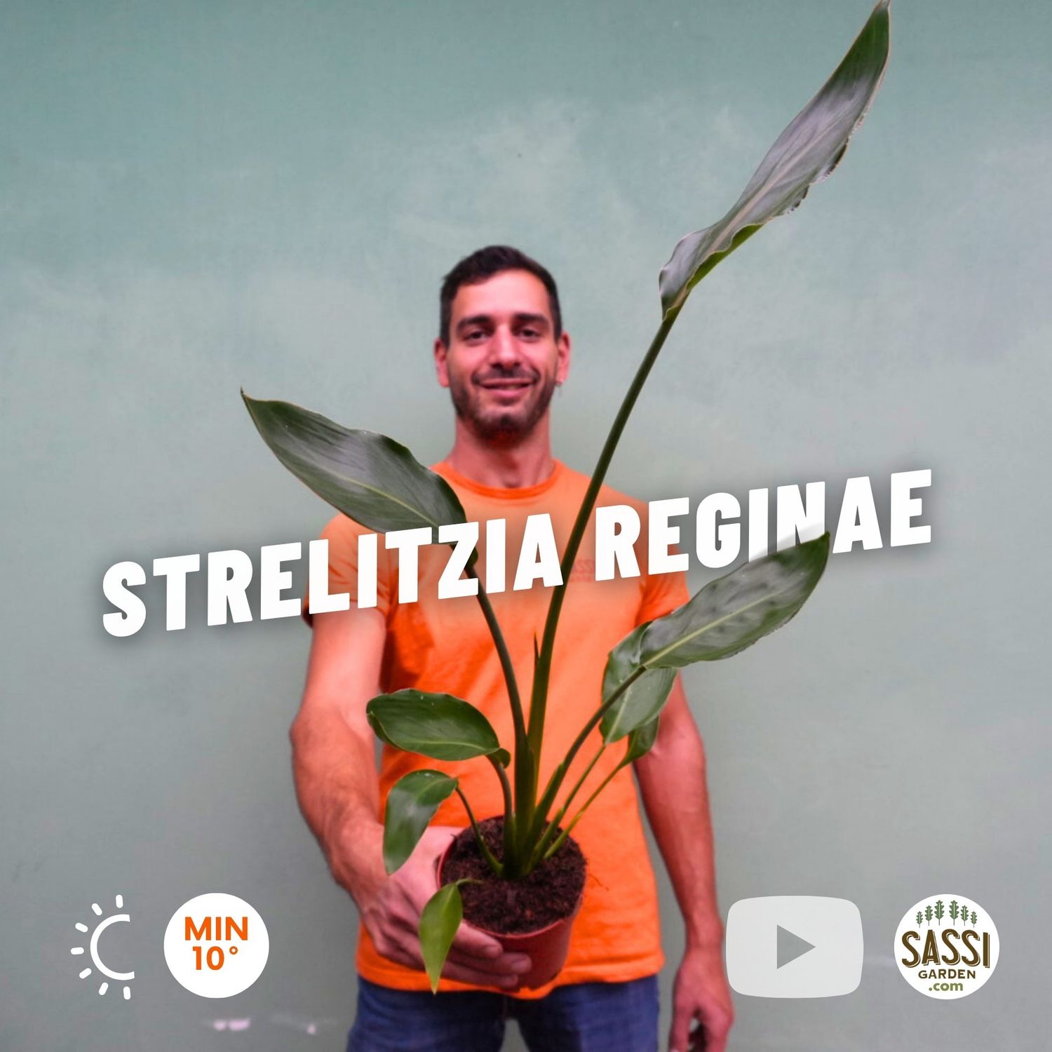 Strelitzia reginae, Strelizia, Uccello del paradiso - vaso Ø12 cm, h 35 cm Strelitzia reginae, Strelizia, Uccello del paradiso - vaso Ø12 cm, h 35 cm