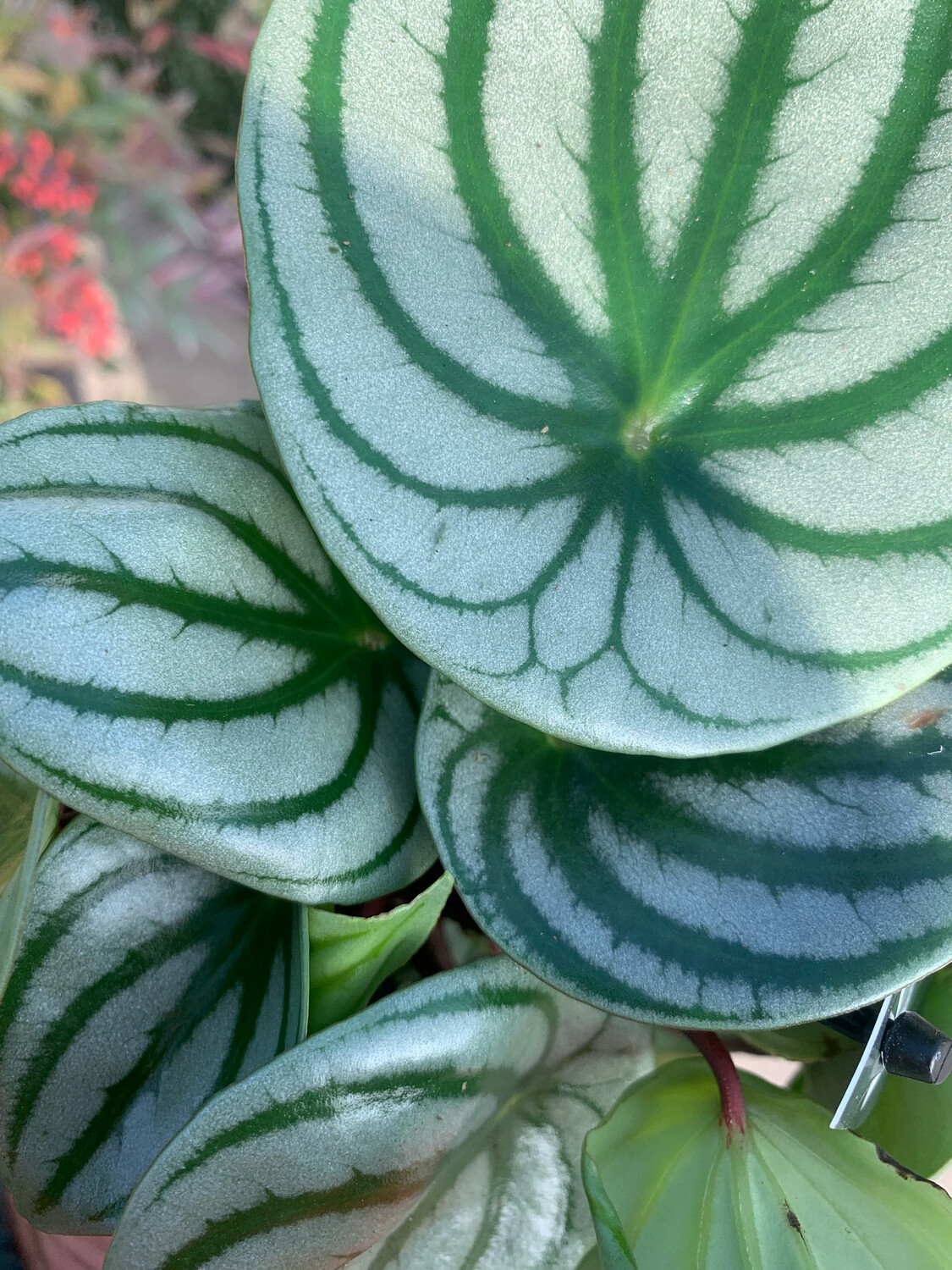 Peperomia argyreia, Peperomia Watermelon, Anguria - vaso Ø17 cm, h 30 cm Peperomia argyreia, Peperomia Watermelon, Anguria - vaso Ø17 cm, h 30 cm