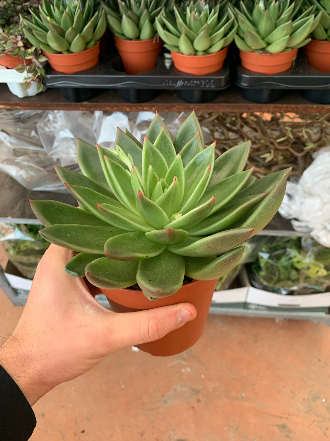 Echeveria spp. 'Miranda' - vaso Ø12 cm