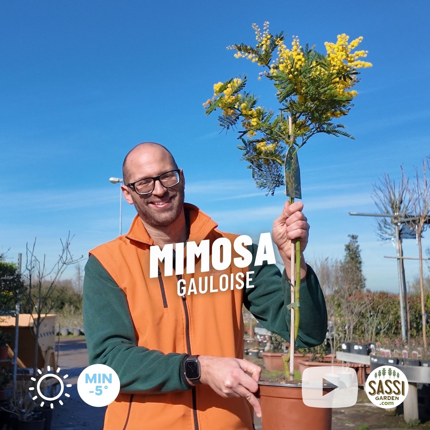 Mimosa Gauloise, Acacia dealbata 'Gaulois Astier' - vaso Ø19 cm ad alberetto